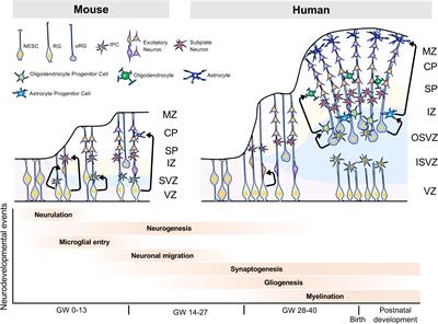 Evolution of the Human Brain Can Help Determine Pathophysiology of Neurodevelopmental Disorders